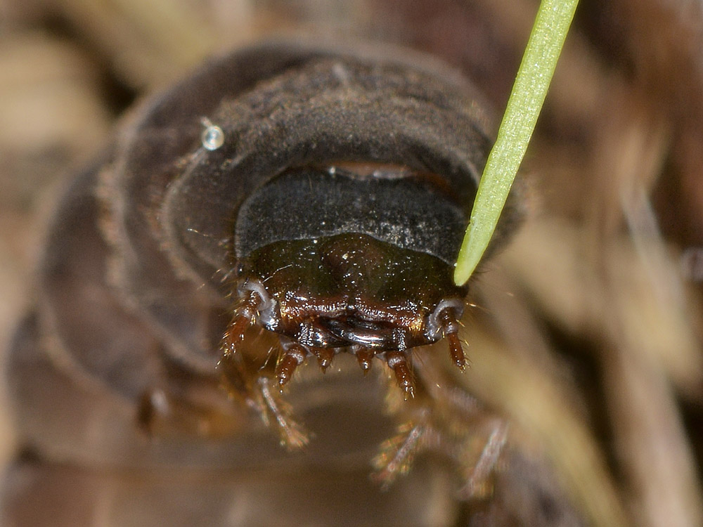 Larve di Cantharidae